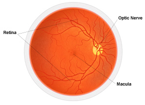 fundus