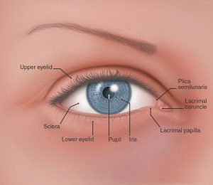 eyelidanatomy