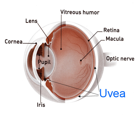 Uvea Eye