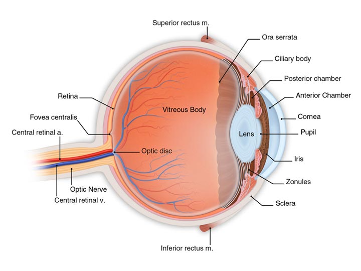 Eye anatomy store diagram